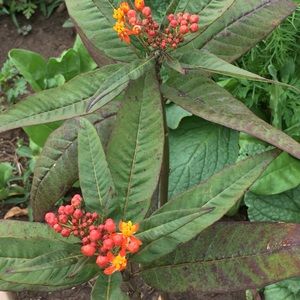 Meet your Posher, Jennie